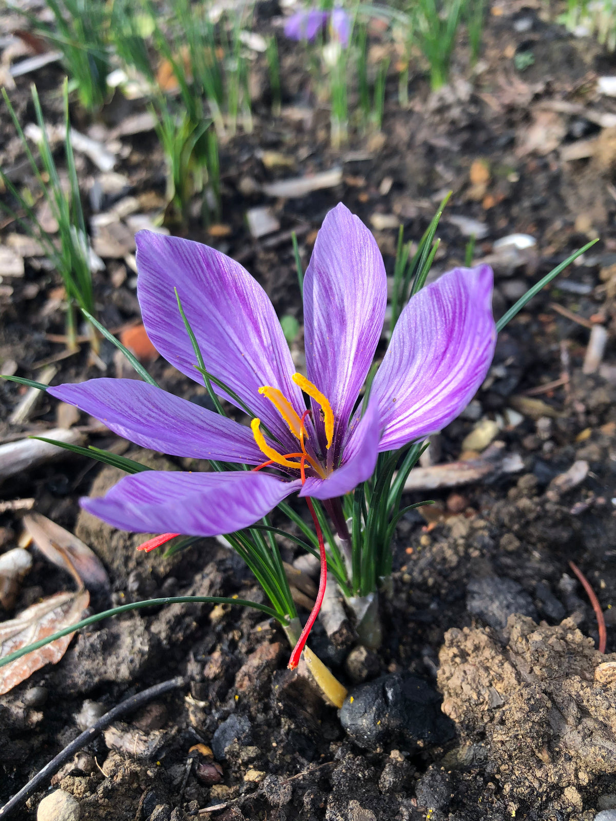 Sussex Saffron